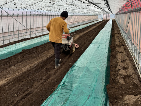 【有機肥料•農薬不使用】喉を潤すジューシーさと飽きない優しい甘み♡福井で生まれた華小町トマト！【1kg】