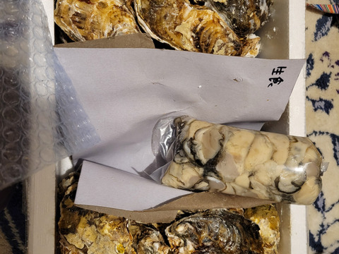 【水産庁補助事業 送料無料】剥き身セット🚚2.3kg 生牡蠣🦪生食用むき身300g+殻付き牡蠣普通サイズ ２kg（目安12-32個）松島牡蠣屋 C