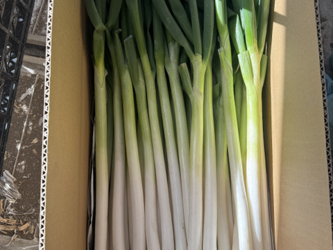 甘い長ネギ　有機肥料栽培　除草剤不使用　群馬県産　30本　Mサイズ(1,2-1,5cm)