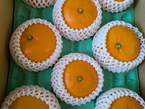 贈答用　愛媛県産　せとか　柑橘の大トロ　１級　３Ｌ〜Ｌサイズ　８〜１２個