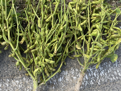 【お試しサイズ】丹波篠山産 黒枝豆 500g |お届け指定可！