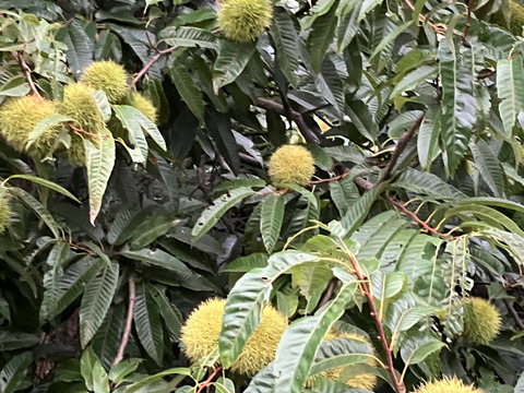 自然栽培♪ ほくほく和栗1kg