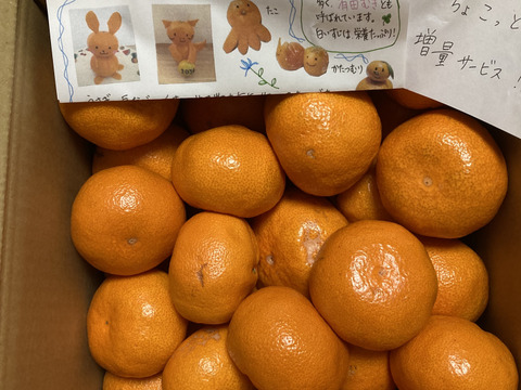 有田みかん【大玉】8kg（箱込）