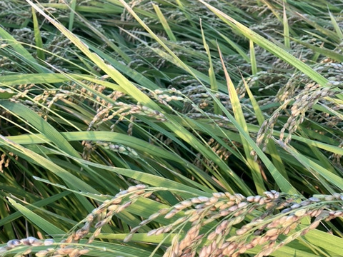 【令和7年新米】採れたてコシヒカリ5kg(玄米)兵庫県稲美町産🍚