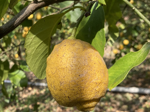 無・レモン C級品(1.8kg)