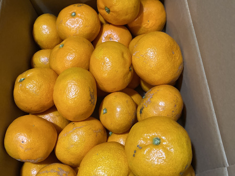 本日最終！【訳あり】濃厚なコクと酸味がおいしい！有田みかん★自家製堆肥栽培★定番5kg★和歌山★