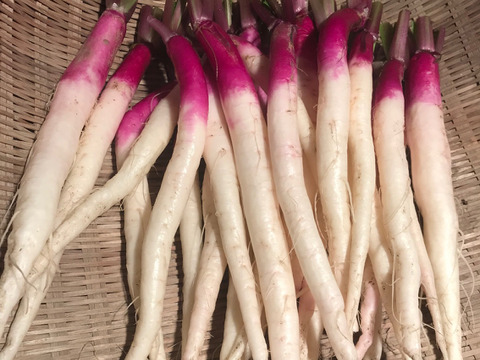 日野菜かぶ　すらっと美しいかぶ　60サイズ（約1.2kg）