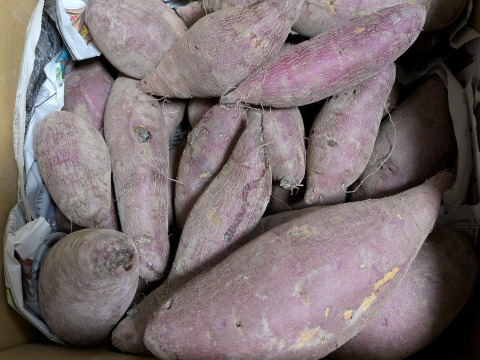 【年末感謝セール】熟成1ヶ月極甘(紅はるか)土付き5㎏～