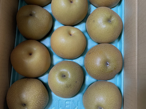 好評につき令和7分の予約！１５６箱限定！大豊作願ってめっちゃ小さい梨　豊水梨　3ｋｇ　訳あり