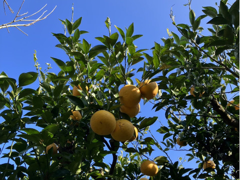 鹿児島県産「甘夏みかん」家庭用箱込み10kg