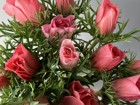 【アネモネ】ピンクなど暖色系&白　　💐12本2束セット💐