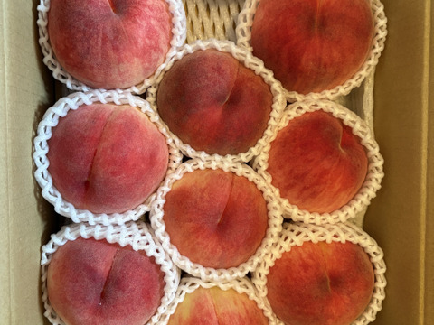 運命の出会い⁉️【67品種の桃を栽培】品種は何が届くかお楽しみ！白桃3㎏【夏ギフト】