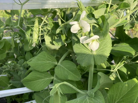 旬べじ詰め合わせ（少量希望の方におすすめです）