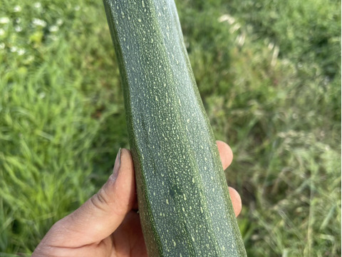 【五感を揺さぶる古代野菜】厚切りステーキで味わう『古代ズッキーニ』じゅわっと溢れる濃密な旨味🥒☆古代種ブランド野菜【農薬不使用】【化学肥料不使用】【品種改良なしの固定種野菜】🥒6月上旬予約🥒