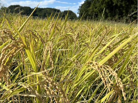 新米【令和6年 玄米 】10kg 農薬不使用 ・化学肥料不使用 千葉県香取市産 特別栽培米　ふさおとめ  農家直送　収穫したてです。