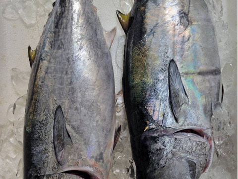 【冬ギフト】ヨコワ(ヨコ)クロマグロの子刺身柵、フライ用セット