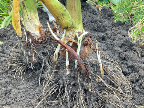 おおふくの里芋の親芋5キロ 〜ねっほくほく〜 京都府産農薬不使用有機肥料栽培
