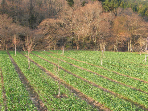 【2026年優先予約】！初物を優先発送(4月中旬)！太い行者にんにく3kg　「やわらか若葉」幻の山菜