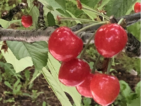 🍒⚠️期間限定【祝✨新規出品特別価格】🍒【訳あり】【佐藤錦】【M・L混合】【1kg】山形県東根産　※色のばらつき、双子、傷、多少のうるみ等有り