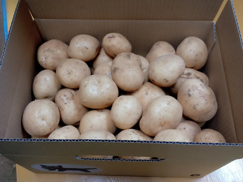 沖永良部島産新じゃがいも　3キロ