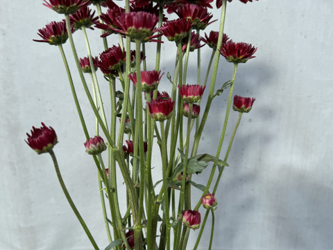 【訳あり⠀】葉っぱなしスプレーマム10本セット