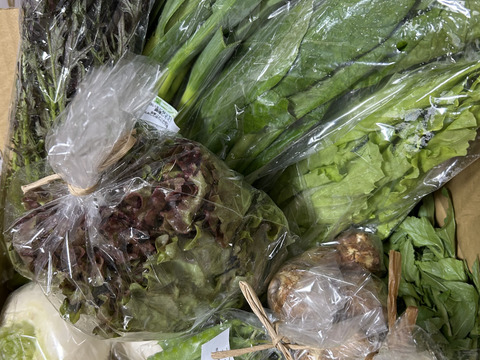 自然栽培野菜Mセット7～9種類