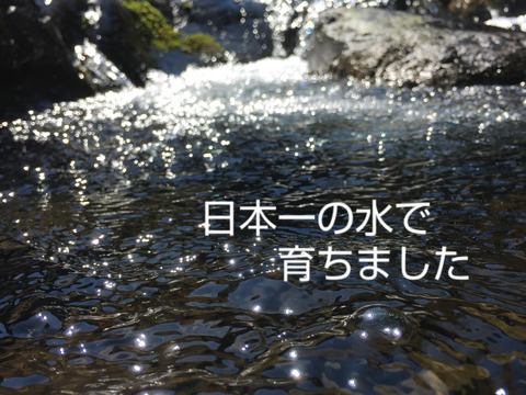 ★平均糖度10.5度！★完熟★名水育ち★究極のフルーツトマト「海部川のしずく」800g(6〜20個)　品種は驚きの桃太郎！