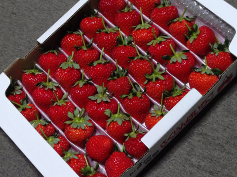 大切な方へイチゴで想いを届ける！「品種：恋みのり（3L以上）」（1.3kg）