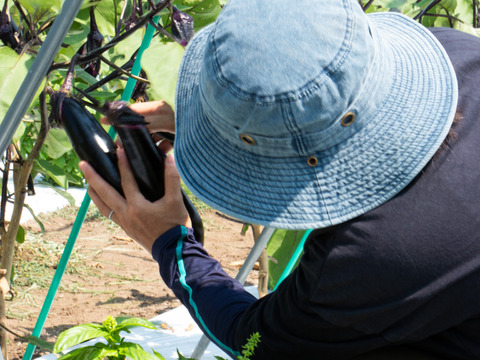自然のうるおいで艶やかに育った島原の『うる艶なす』| 1 ㎏