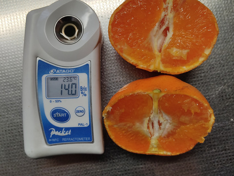 甘平　贈答用袋入り　12玉