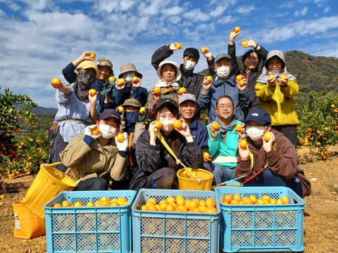 三ヶ日みかん【約9㎏】早生みかん　大玉　2L