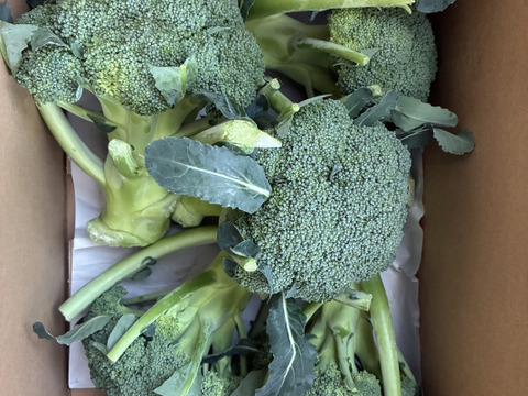 栄養満点！ブロッコリー【ピクセル】5個