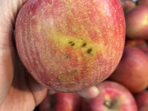 長野県産家庭用サンふじ5kg