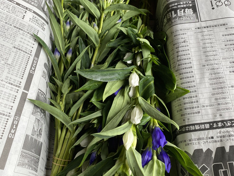 リンドウ　100本　りんどう