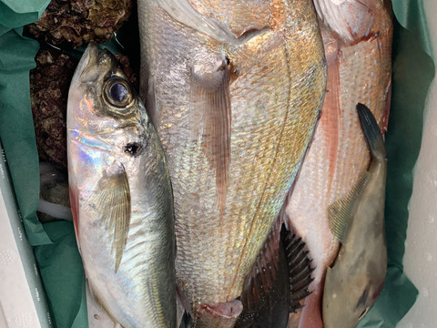 【数量限定】瀬戸内の鮮魚 2kg詰め合わせ！(3〜6種類)80サイズ