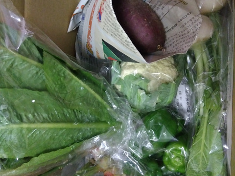 旬の露地野菜セット(7〜9品)