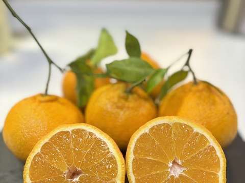 【高級柑橘】果汁たっぷり！樹上完熟【不知火】5ｋｇ程度