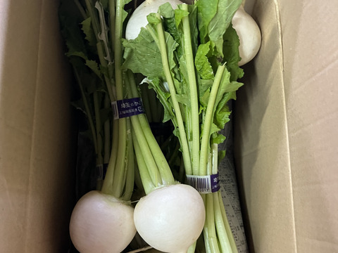 石井食品おまけ付　多数メディア出演！「彩の国のかぶ」約3kg　川越市品評会特別賞受賞