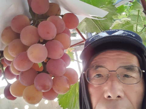 】【２０２６年発送受付】グロスクローネ２～3房　ご家庭用約1.5㎏