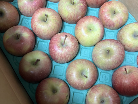 【お試し規格】青森りんご 訳あり C品　約5kg　13～23玉 農家直送　お得にたくさん食べたい方へ