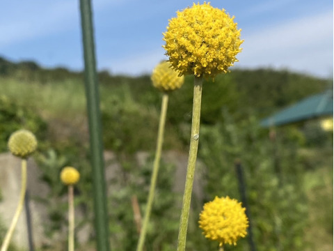 【10本、40㎝】クラスペディア〜黄色いまんまるいのがキュートで可愛い〜