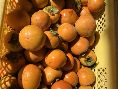 自然な甘み！甘柿2Kg。歯応え色々(家庭用)