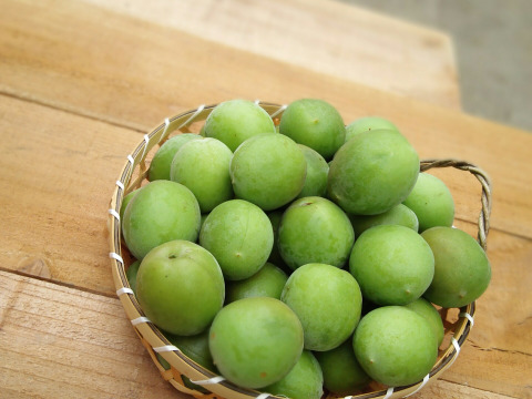 【6/8、9出荷限定　小田原産　白加賀　青梅】 (３ｋ)梅シロップ、梅酒に最適！新鮮もぎたて直送！神奈川県は小田原辻村農園・山林より梅の販売！まだ間に合います！2024年天皇杯受賞の農園・山林です！