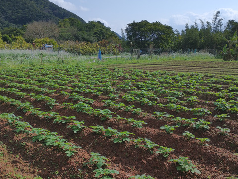 【新じゃがいも】 肥料･堆肥は未使用 １０㎏