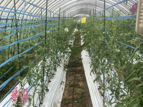 キラキラ光る宝石のようなミニトマト！【大分県産】サンチェリーピュア1kg