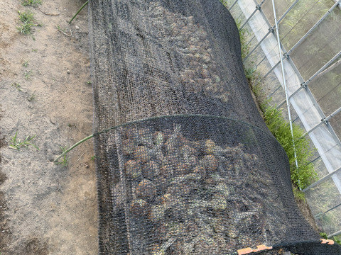 生で食べて欲しい！甘くて美味しい新タマネギ　5ｋｇ