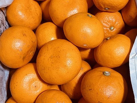 【数量限定】せとか｜果汁ぎっしり・ほんのり酸味の春果実 ｜2Lサイズ　6個