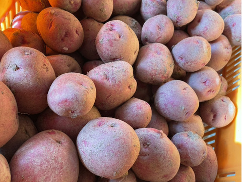 【自然栽培】じゃがいも2種セット（出島・アンデスレッド）2㎏（1㎏ずつ）（肥料・農薬不使用）馬鈴薯