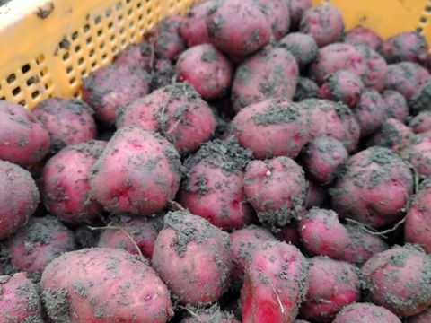 秋作新じゃが♪　アンデスレッド