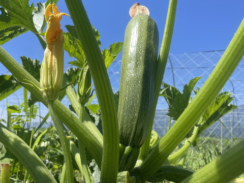 【五感を揺さぶる古代野菜】厚切りステーキで味わう『古代ズッキーニ』じゅわっと溢れる濃密な旨味🥒☆古代種ブランド野菜【農薬不使用】【化学肥料不使用】【品種改良なしの固定種野菜】🥒6月上旬予約🥒